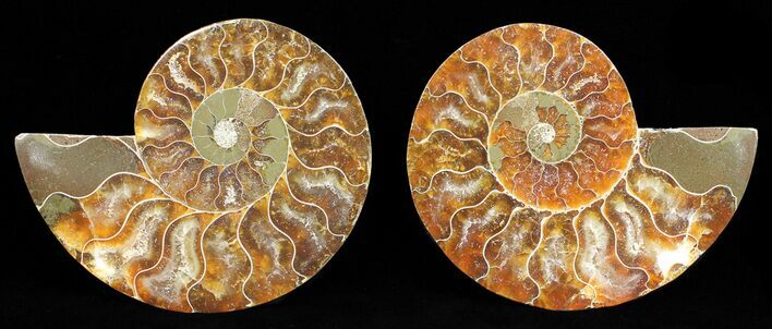 Polished Ammonite Pair - Agatized #56293